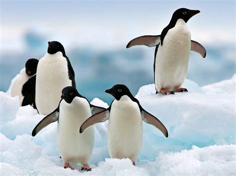 Types of penguins in Antarctica: which ones can be seen during a Cruise