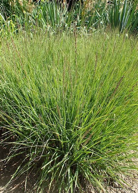 Bouteloua Curtipendula Grassherbaceous Plants Sideoats Grama Sideoats Grass