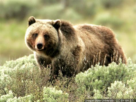 Montana ranchers learning to live with grizzly bears | WesternSlopeNow.com