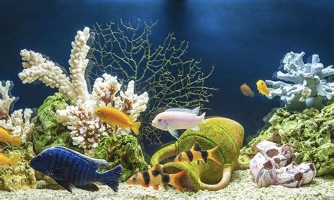 What Are the Advantages of a Bow-Front Fish Tank? - Fish Tanks Direct