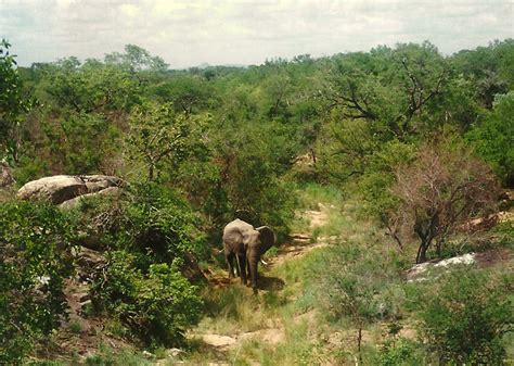 Nosso Olhar Kruger Park E Os 5 Grandes Kruger Park And The Big 5