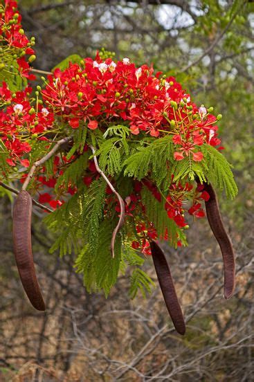 10 Semillas seeds FLAMBOYANT Flamboyan Árbol llama Delonix regia Tuin