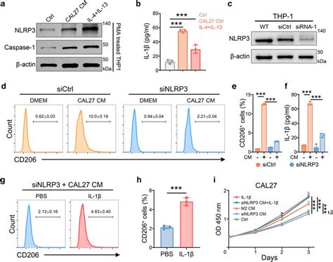 Knockdown Of Nlrp3 In Thp 1 Cells Inhibits M2 Like Macrophage