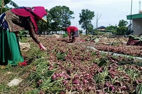 Ini 5 Kecamatan Dengan Luas Panen Bawang Merah Terbesar Di Kabupaten