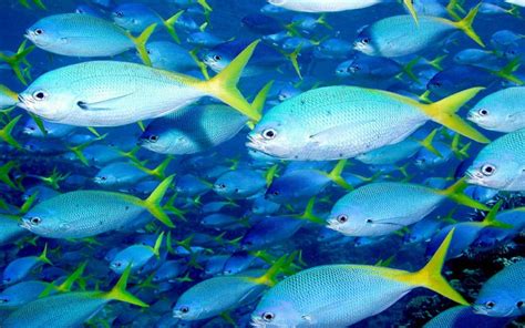 Boesemani Rainbow Fish Hd Wallpaper