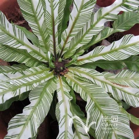 Jual Kadaka Variegata Asplenium Nidus Variegata Tanaman Hias Kadaka