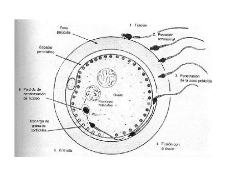 Ciclos Reproductores Y Fecundacin Aprendizajes Esperados Explicar Ciclos