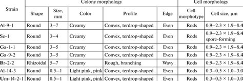 Morphological Characteristics Of The Isolated Proteolytic Bacteria