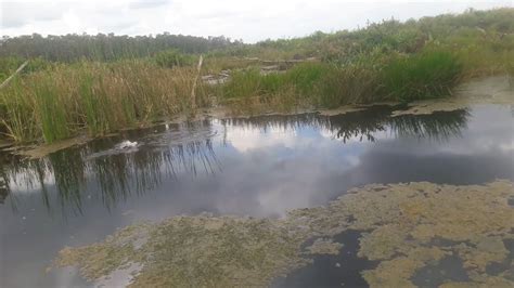 Langsung Strike Bertubi Tubi Mancing Ikan Papuyu YouTube