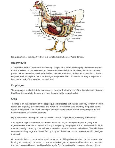 SOLUTION: Avian digestive system, poultry digestive system,Avian ...