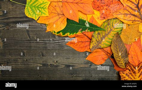 autumn leaf background Stock Photo - Alamy