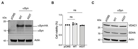 Life Free Full Text α Synuclein A53t Promotes Mitochondrial Proton