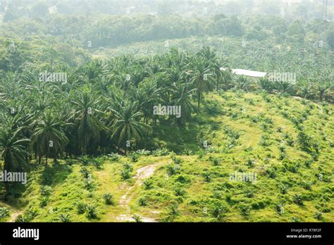 Kelapa Sawit Fotos E Im Genes De Stock Alamy