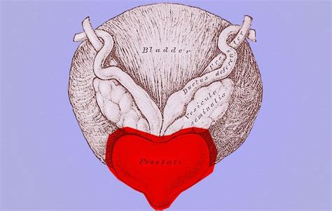 Enlarged Prostate Symptoms: What Is An Enlarged Prostate, or Benign ...