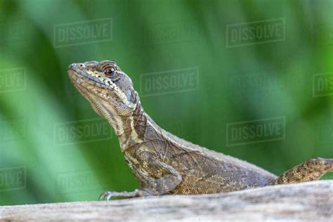 Adult Female Common Basilisk Basiliscus Basiliscus Coiba Island