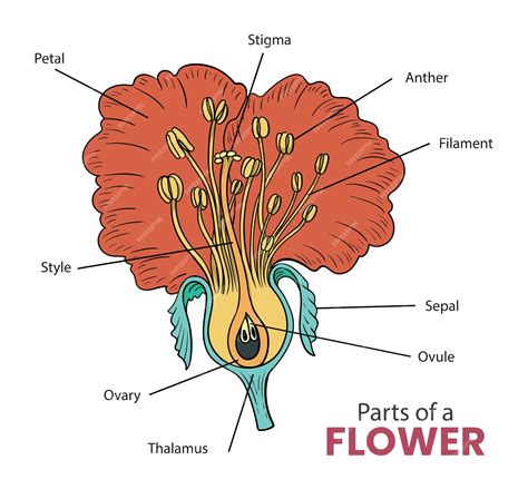 Premium Vector | Parts of a flower diagram