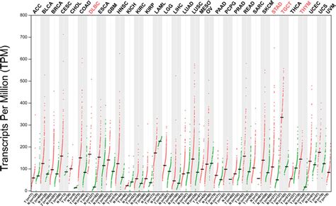 POR The Roles Of NOP56 In Cancer And SCA36