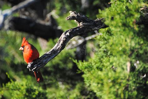 Male Northern Cardinal stock image. Image of texas, cardinal - 143423591