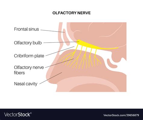 Olfactory nerve anatomy Royalty Free Vector Image