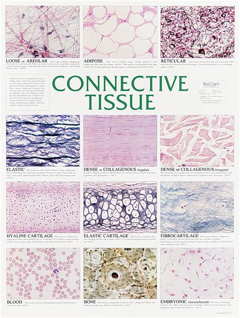 Tissue Types Chart