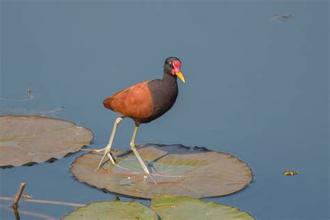 Wattled Jacana Jacana Jacana