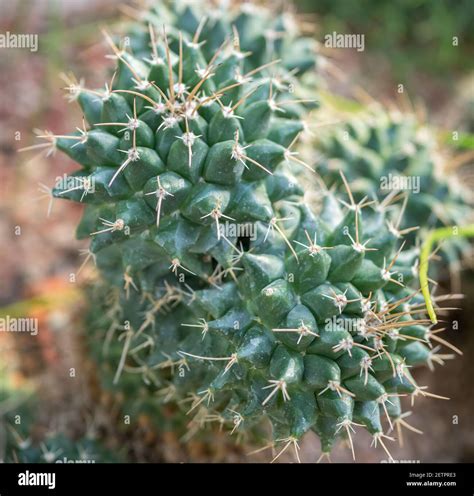 Mammillaria Centricirrha Hi Res Stock Photography And Images Alamy