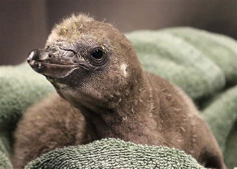 Penguin Chick Hatched By Same Sex Pair At Rosamond Ford Zoo