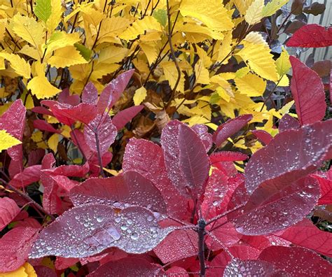 The Magic Of Fall Colors — Sunnyside Nursery