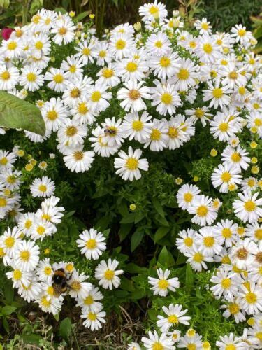 Pflanze Blume Staude Aster weiß eBay