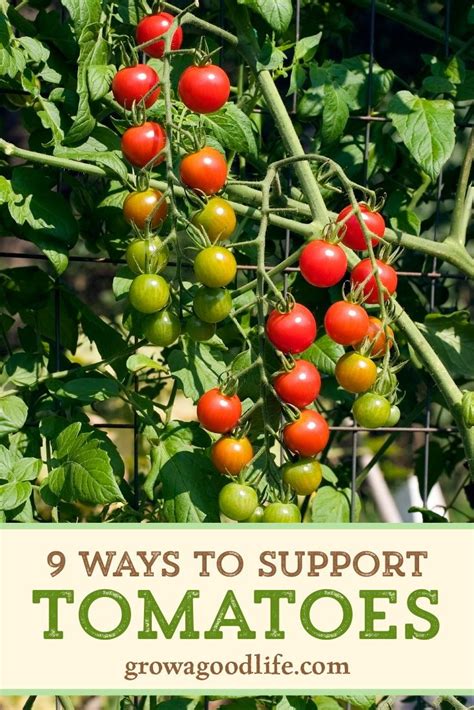 How Far Apart To Plant Tomatoes On Trellis Ideas Usefulzone