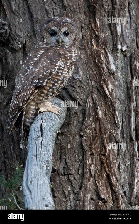 Spotted Owl Strix Occidentalis In North America Perched In A Tree It Is An Owl Species Of