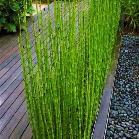 Water Bamboo, Buy Equisetum Plant online at Nursery Nisarga