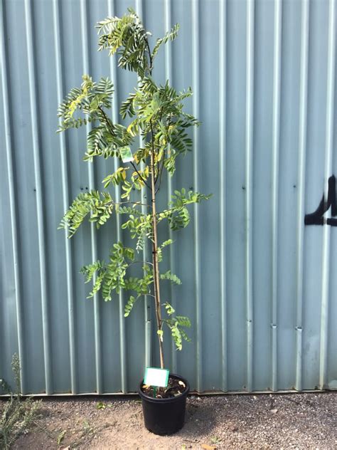 Robinia Pseudoacacia Frisia Syn Golden Robinia Nishiki Nursery