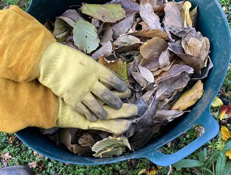 Comment Ramasser Les Feuilles Mortes Sans Se Fatiguer