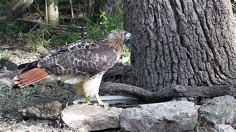 A Huge Red Tailed Hawk At The Water Bowl Texas Backyard Wildlife