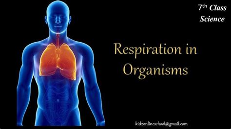 Respiration In Organisms Respiration 7th Class Science Grade 7