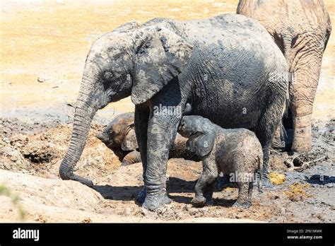 Baby African Elephant Calf Loxodonta Africana Suckling On Its Mother