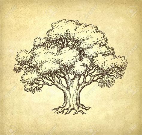 Ink sketch of oak tree. Hand drawn vector illustration on old paper ...