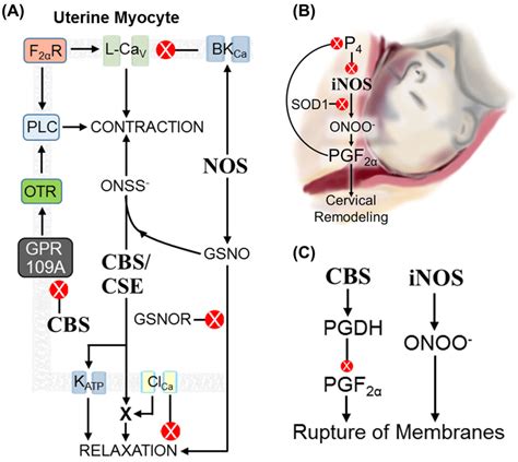 Gasotransmitters In Parturition A Regulation Of Myometrial