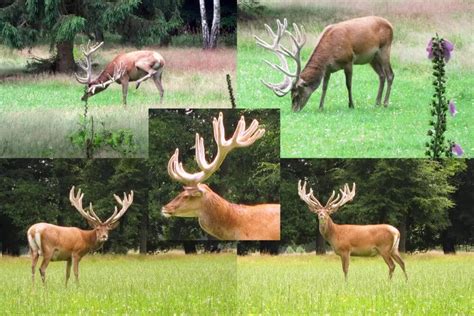 What Deer Have Antlers? • Support Wild