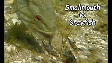 Smallmouth Battles Crayfish Youtube