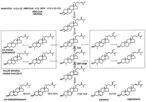 Plant Sterols And The Membrane Environment Trends In Plant Science