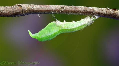 Orange-tip Butterfly caterpillar pupating time lapse video WP46660