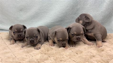 4 Week Old Lilac And Tan Pups Frenchies Youtube