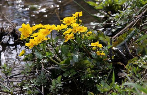 Marsh Marigold Luhtarentukka Kostenloses Foto Auf Pixabay Pixabay