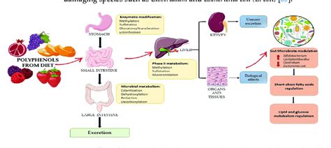 Effects Of Dietary Polyphenols On Gut Microbiota Their Metabolites