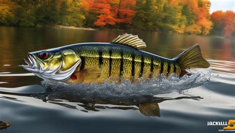 Best Crankbaits For Fall Bass