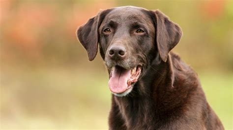 Labrador Retrievers Remain Americas Most Popular Dog Breed 1023 Wbab