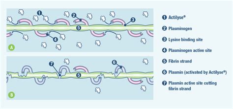 Mode of Action - Alteplase | Strokeforum