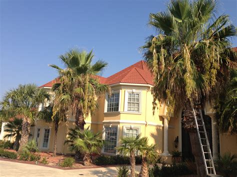 tree service in dallas tx 5